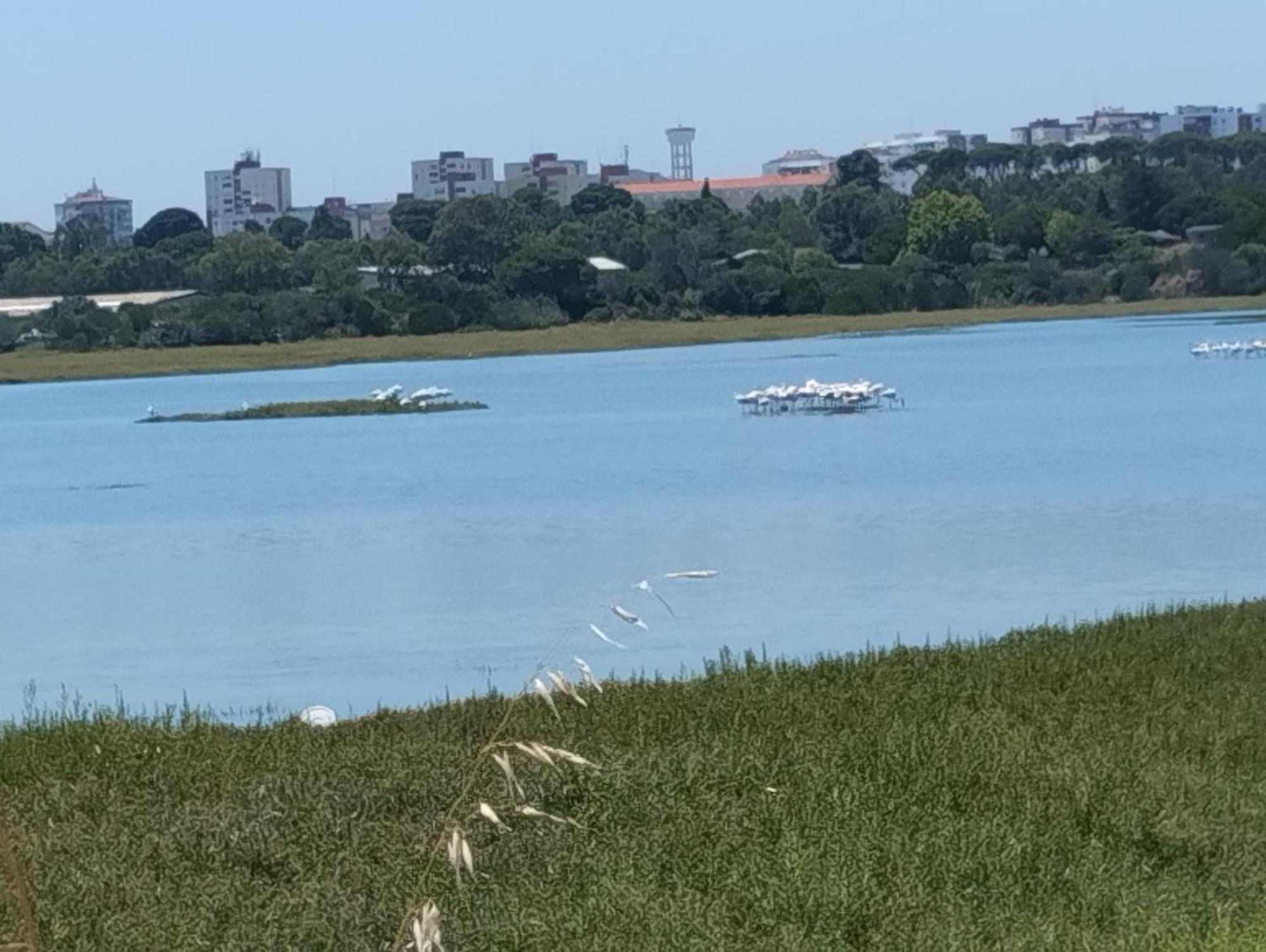 Alojamento Local, Cantinho Verde Corroios Zewnętrze zdjęcie